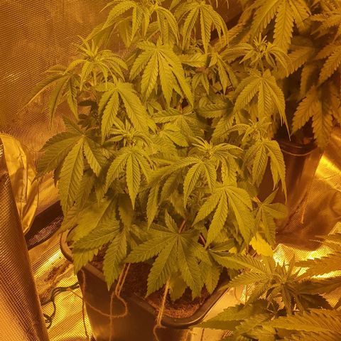 White Widow growlog timeline photo
