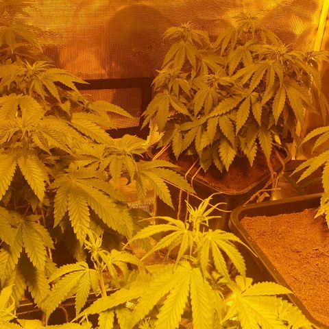 White Widow growlog timeline photo