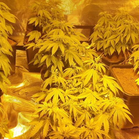 White Widow growlog timeline photo