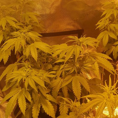 White Widow growlog timeline photo
