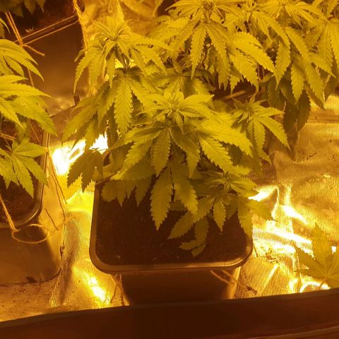 White Widow growlog timeline photo