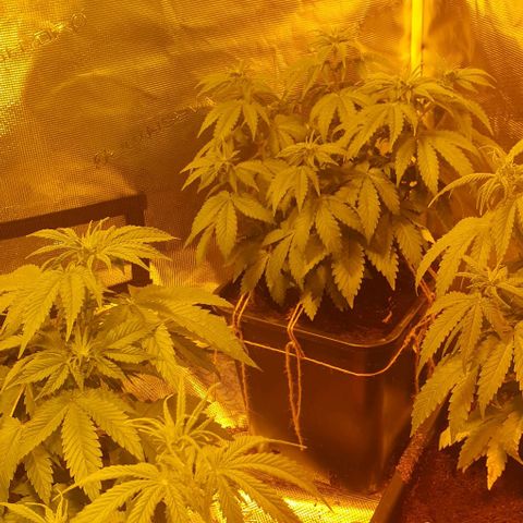 White Widow growlog timeline photo
