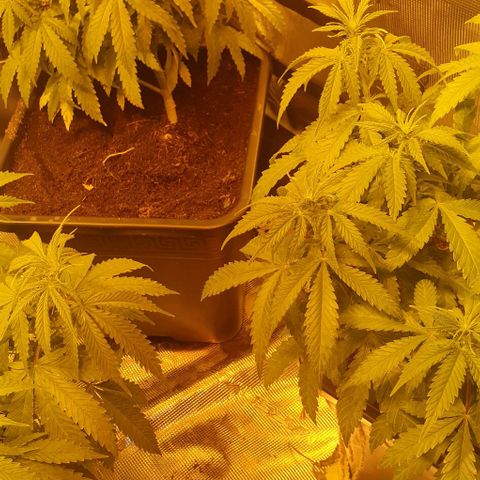 White Widow growlog timeline photo