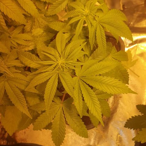 White Widow growlog timeline photo
