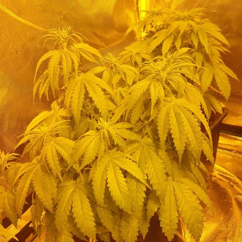 White Widow growlog timeline photo