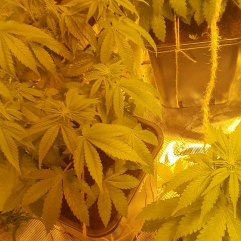 White Widow growlog timeline photo