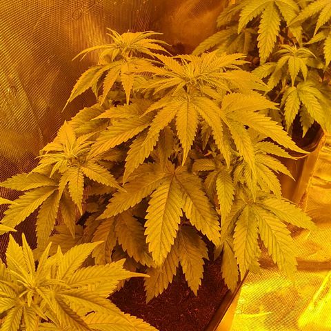 White Widow growlog timeline photo
