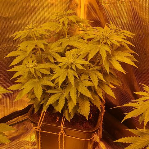 White Widow growlog timeline photo