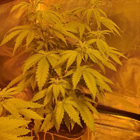 White Widow growlog timeline photo