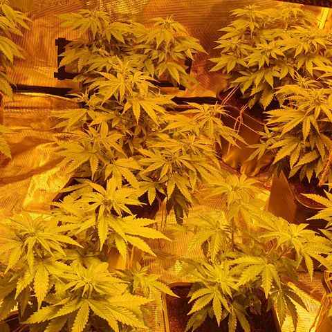 White Widow growlog timeline photo