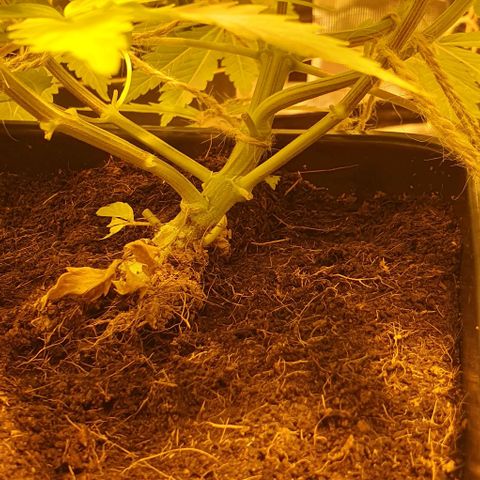 White Widow growlog timeline photo