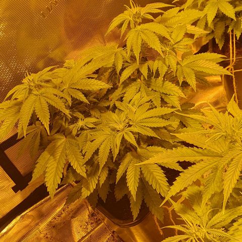 White Widow growlog timeline photo