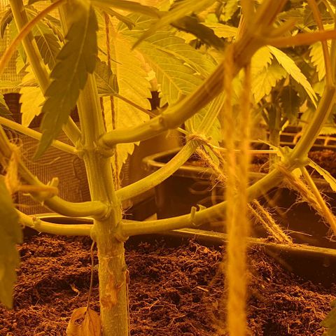 White Widow growlog timeline photo