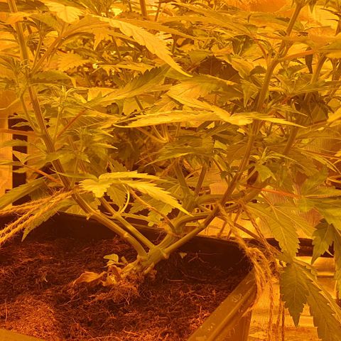 White Widow growlog timeline photo