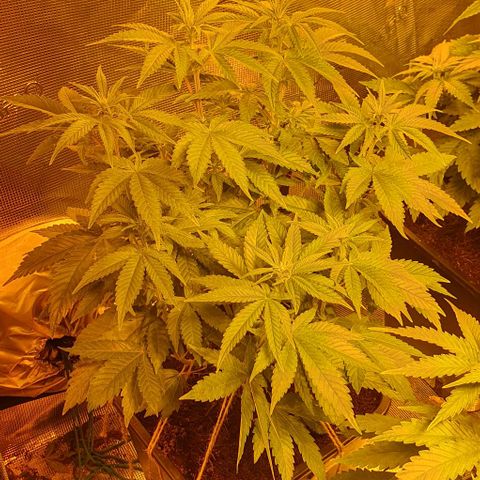 White Widow growlog timeline photo