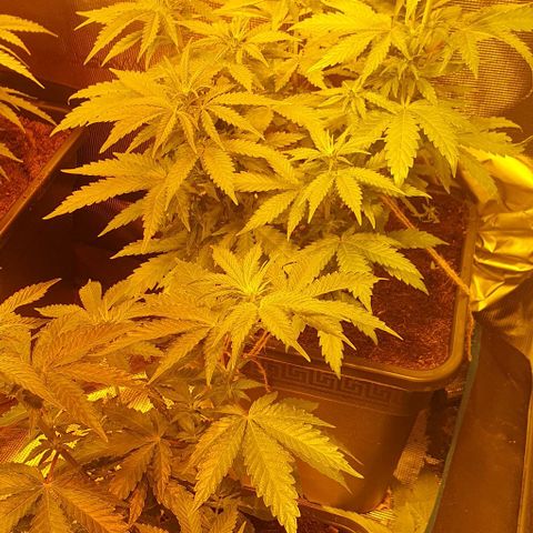 White Widow growlog timeline photo