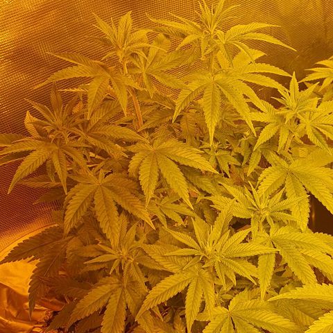 White Widow growlog timeline photo