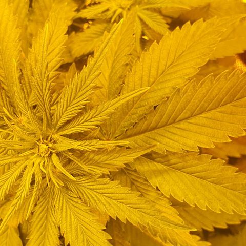 White Widow growlog timeline photo