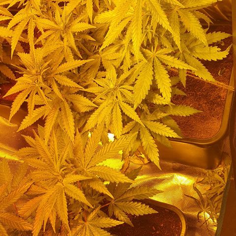 White Widow growlog timeline photo