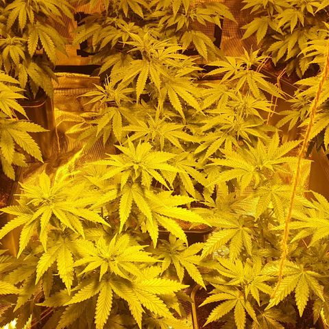 White Widow growlog timeline photo