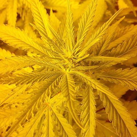 White Widow growlog timeline photo
