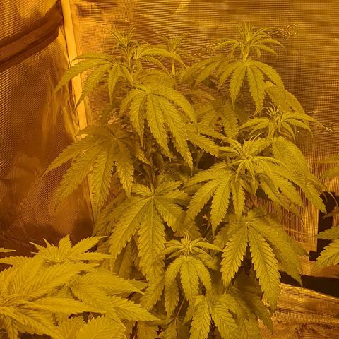 White Widow growlog timeline photo