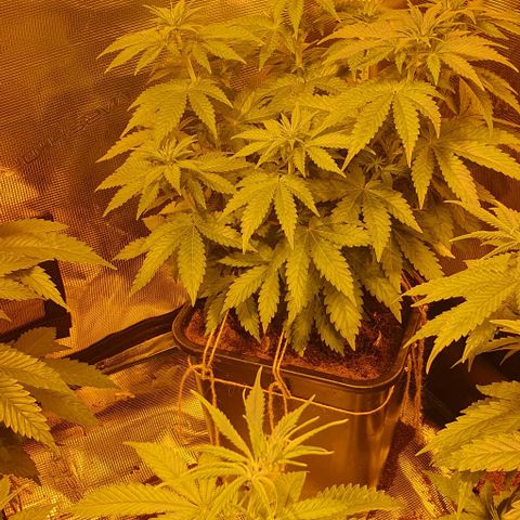 White Widow growlog timeline photo