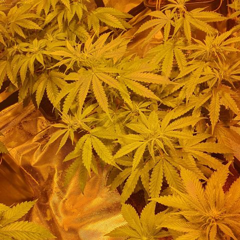 White Widow growlog timeline photo