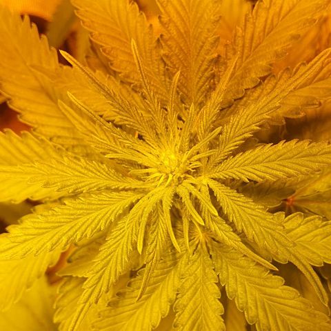 White Widow growlog timeline photo