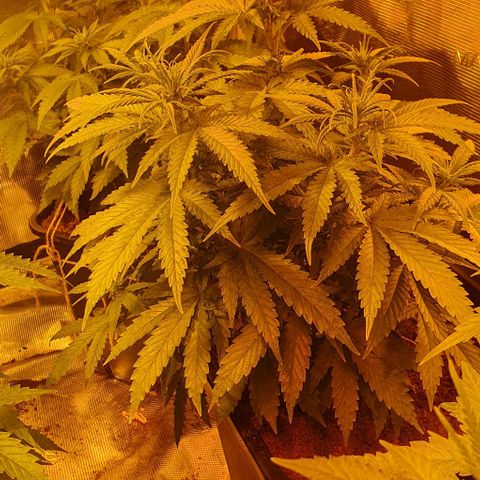 White Widow growlog timeline photo