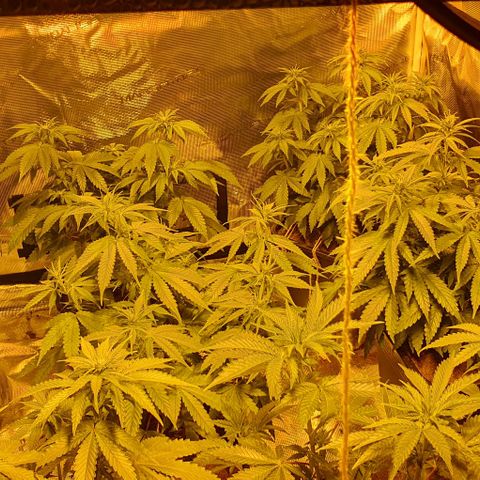 White Widow growlog timeline photo