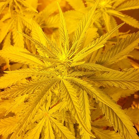 White Widow growlog timeline photo