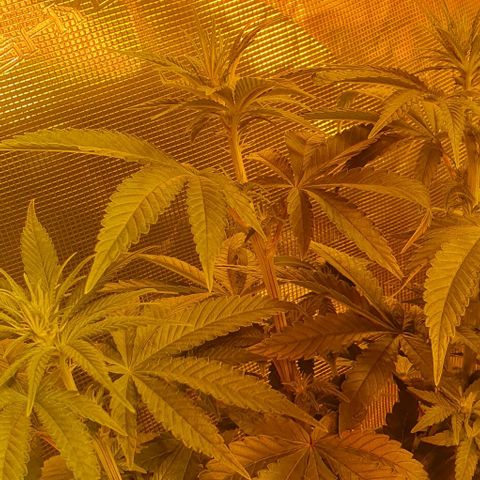 White Widow growlog timeline photo