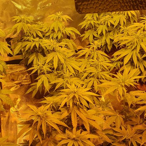 White Widow growlog timeline photo