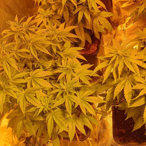 White Widow growlog timeline photo
