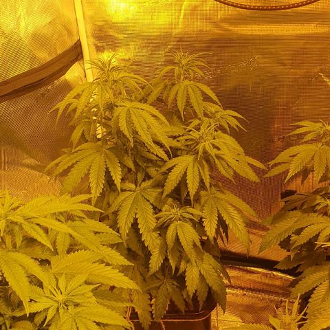White Widow growlog timeline photo