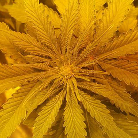 White Widow growlog timeline photo
