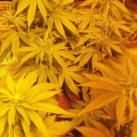 White Widow growlog timeline photo