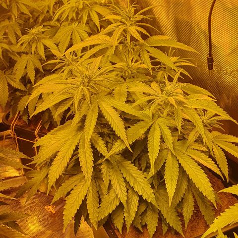 White Widow growlog timeline photo