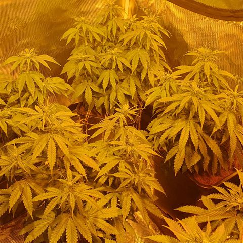 White Widow growlog timeline photo