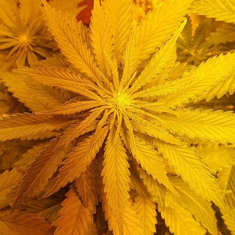 White Widow growlog timeline photo