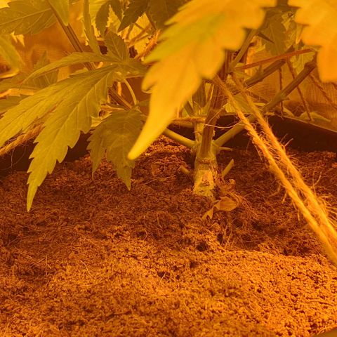 White Widow growlog timeline photo