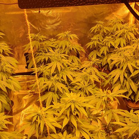 White Widow growlog timeline photo