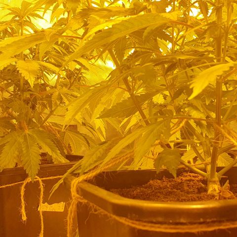 White Widow growlog timeline photo