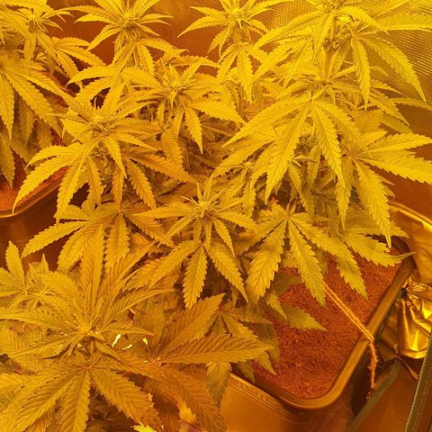 White Widow growlog timeline photo