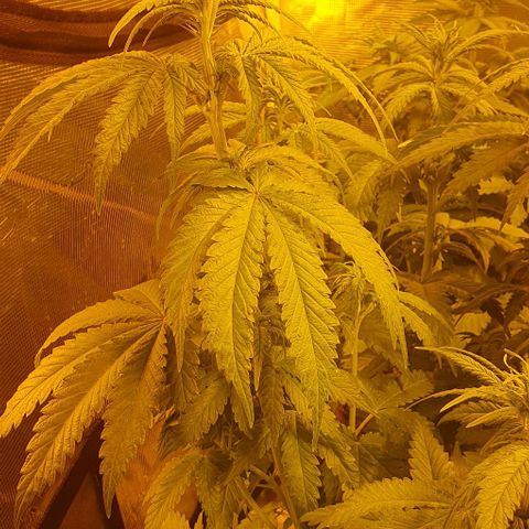 White Widow growlog timeline photo