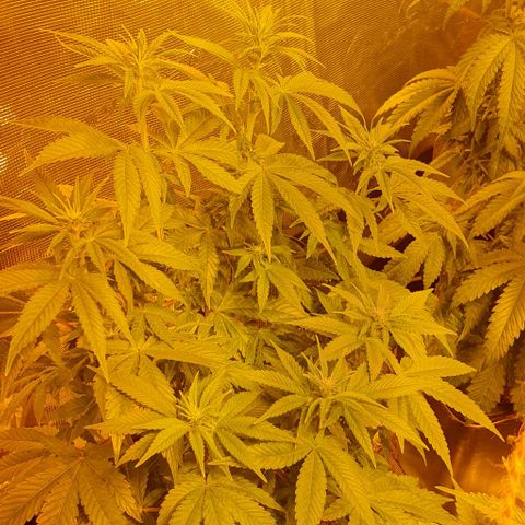 White Widow growlog timeline photo