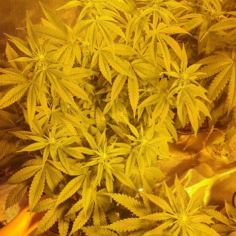 White Widow growlog timeline photo
