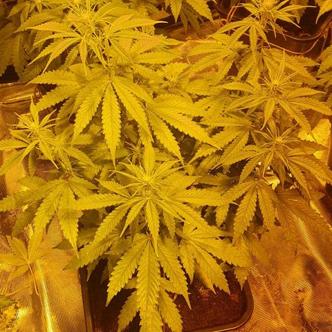 White Widow growlog timeline photo