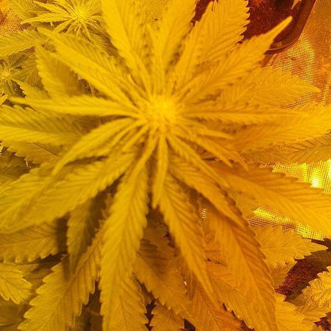 White Widow growlog timeline photo